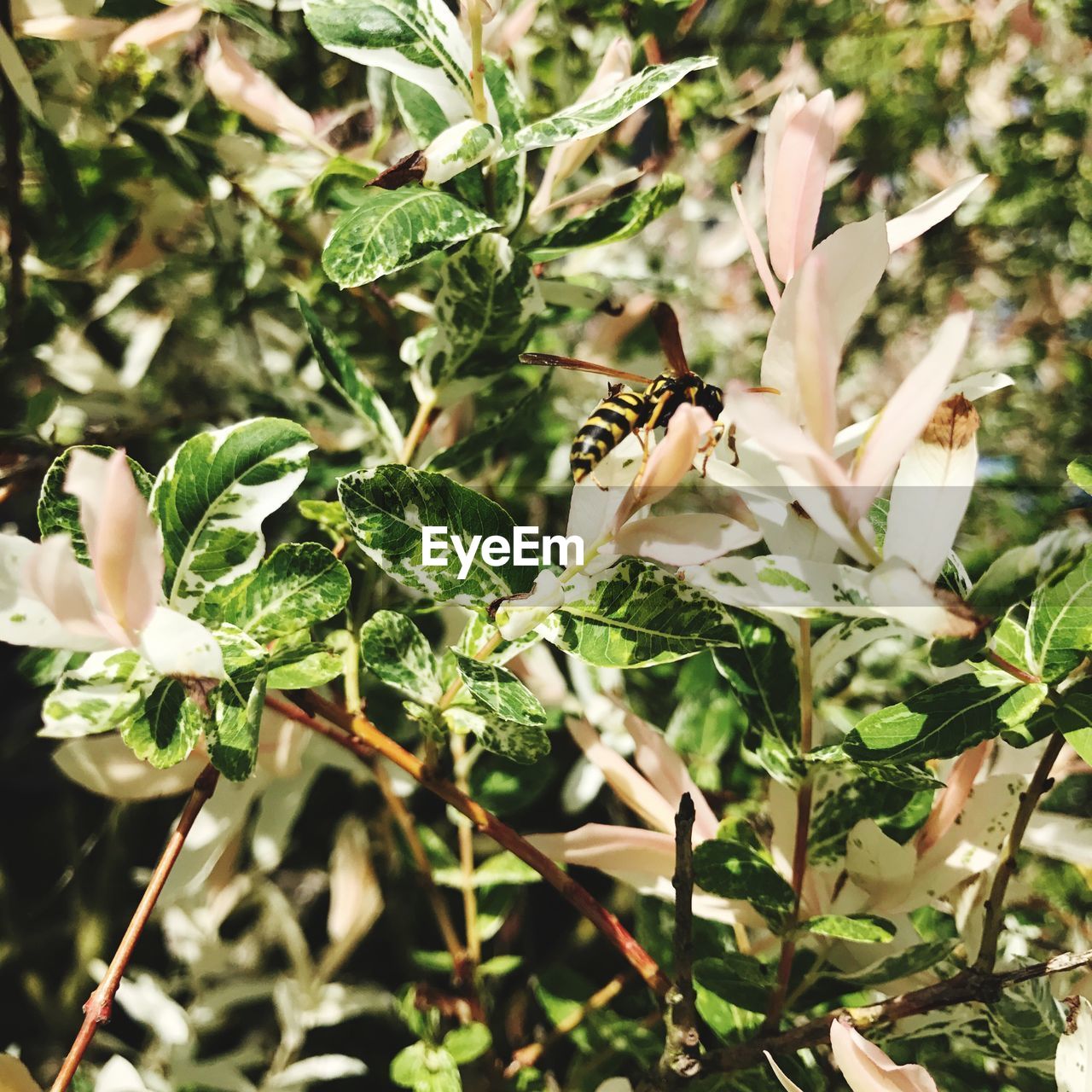 CLOSE-UP OF BUTTERFLY PERCHING ON PLANT