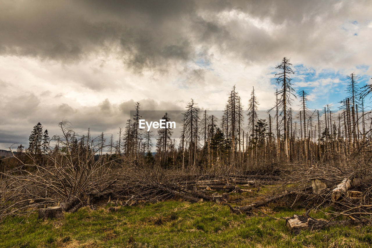 Panoramic shot of trees on field against sky