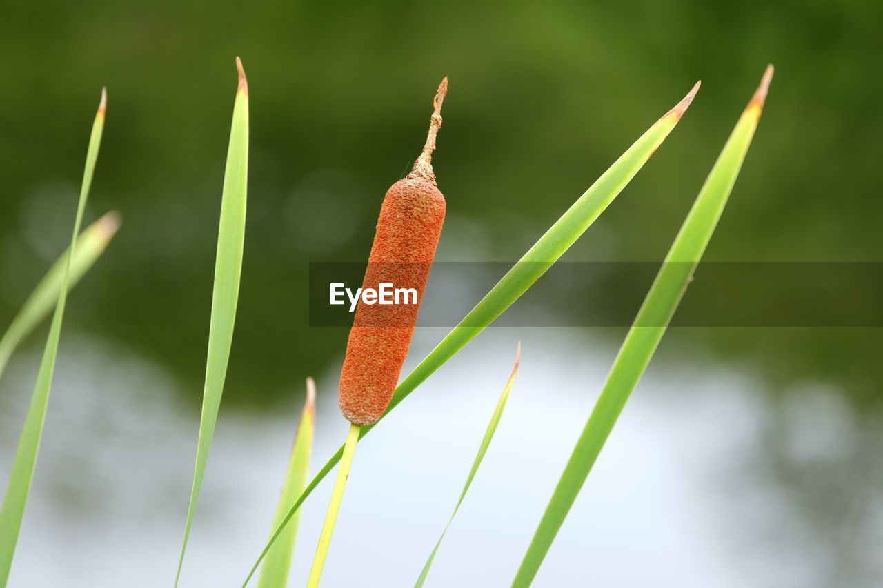 Typha latifolia