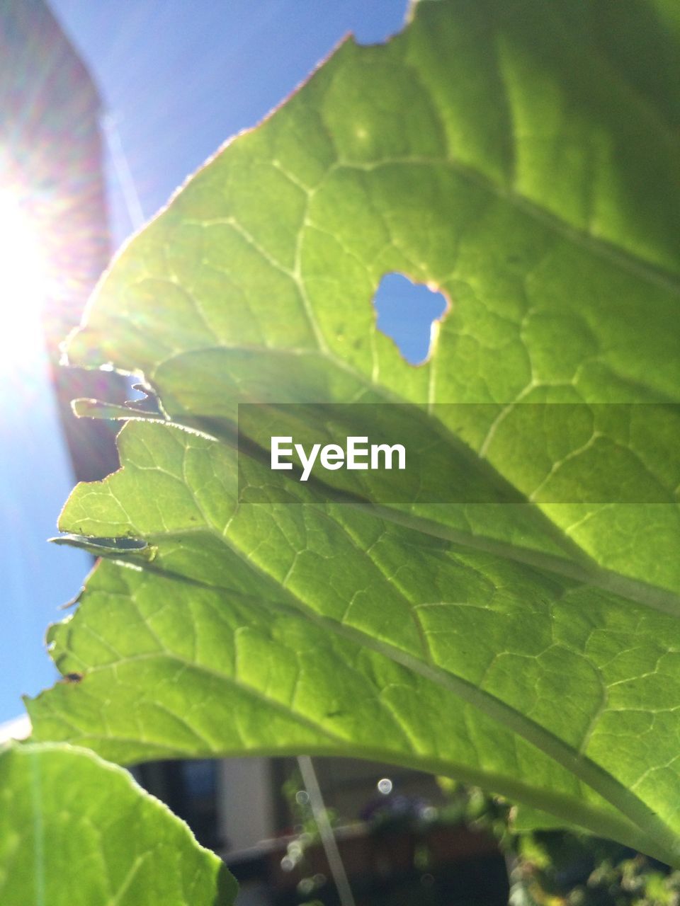 Low angle view of sunlight over leaf