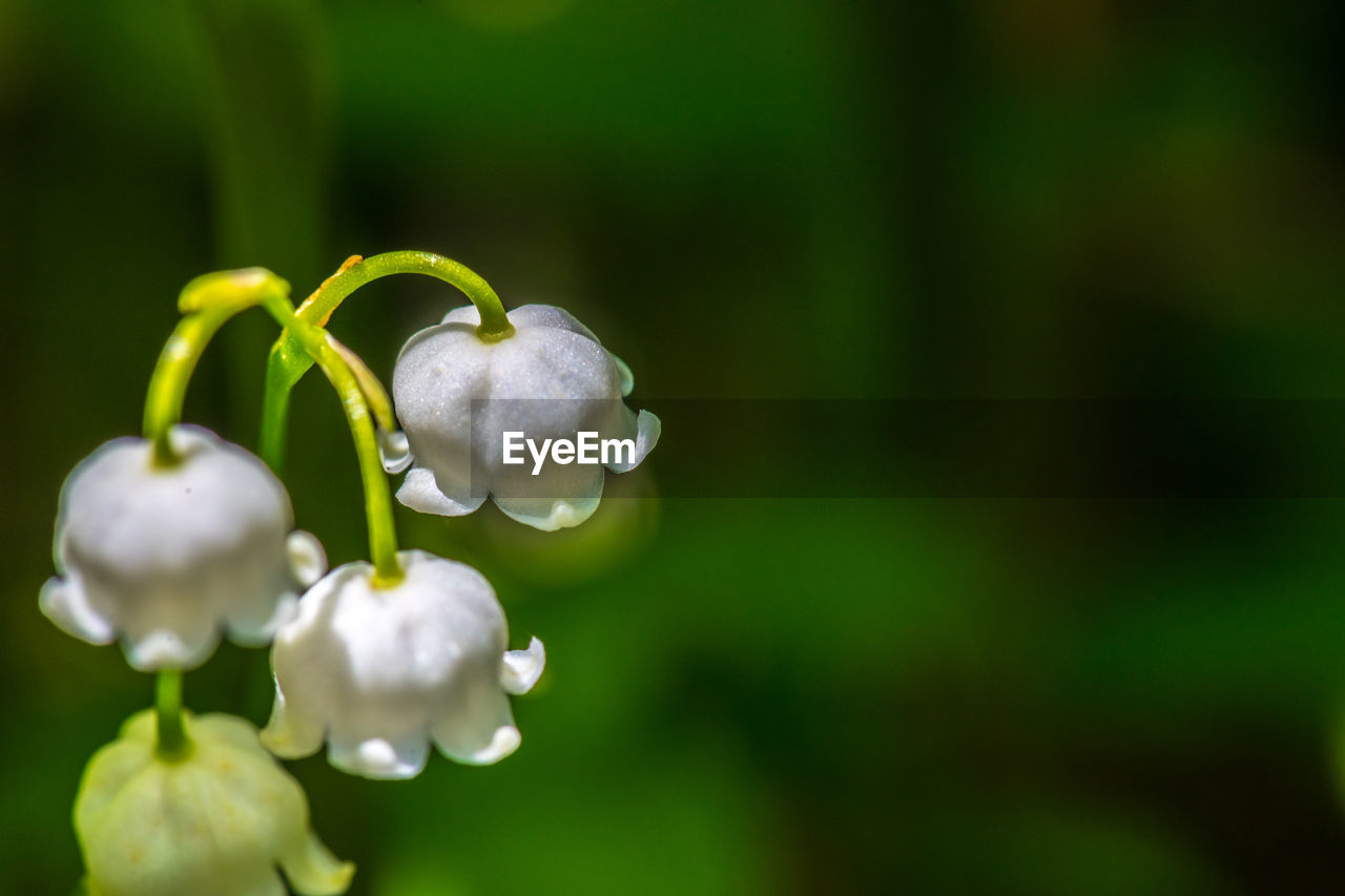 Close-up of white flowering plant