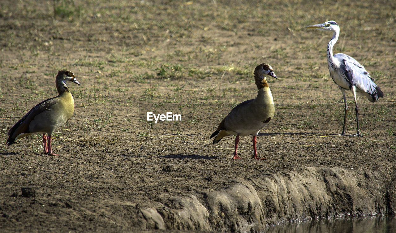 DUCKS ON A FIELD