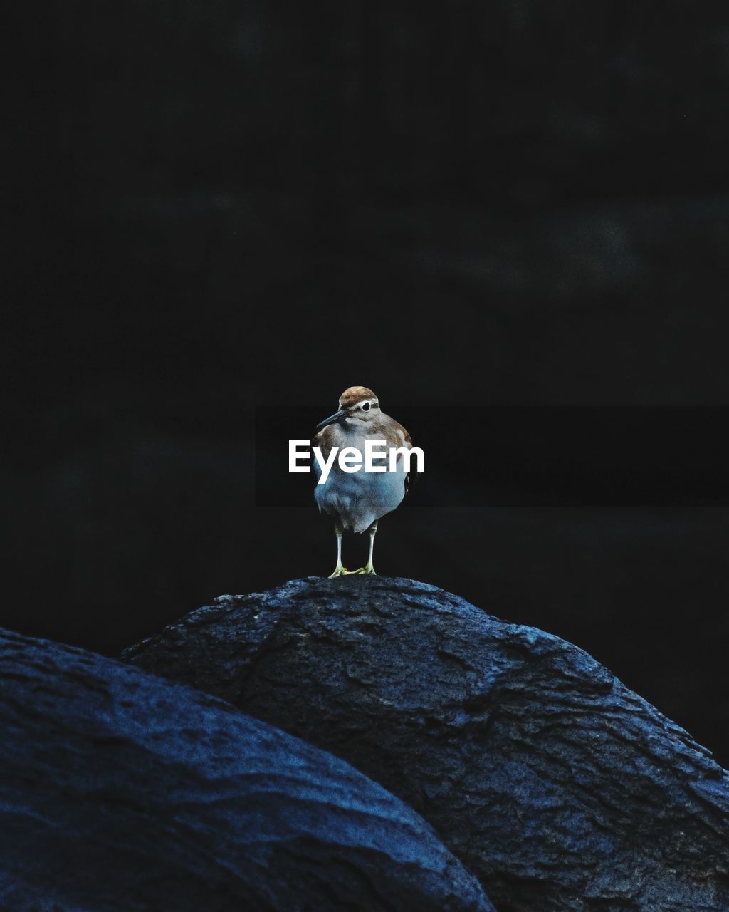 Close-up of bird perching on rock