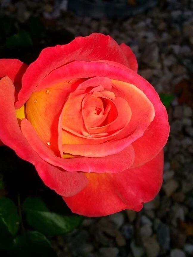 CLOSE-UP OF ROSE