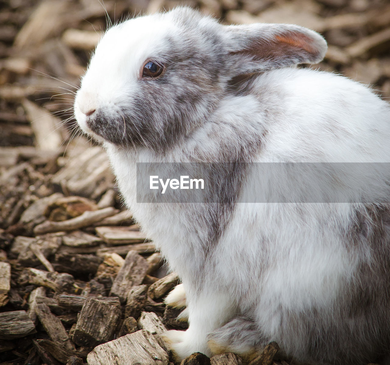 Close-up of rabbit on wood chips