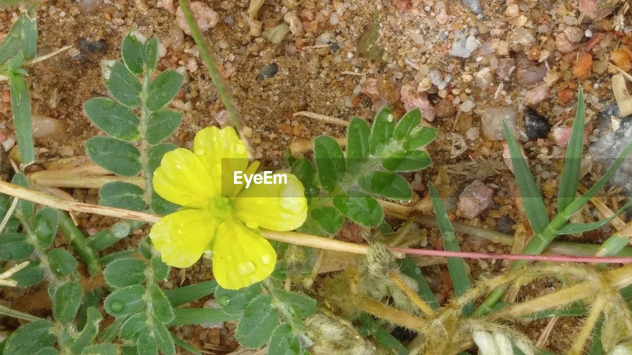 CLOSE-UP OF YELLOW FLOWERS BLOOMING