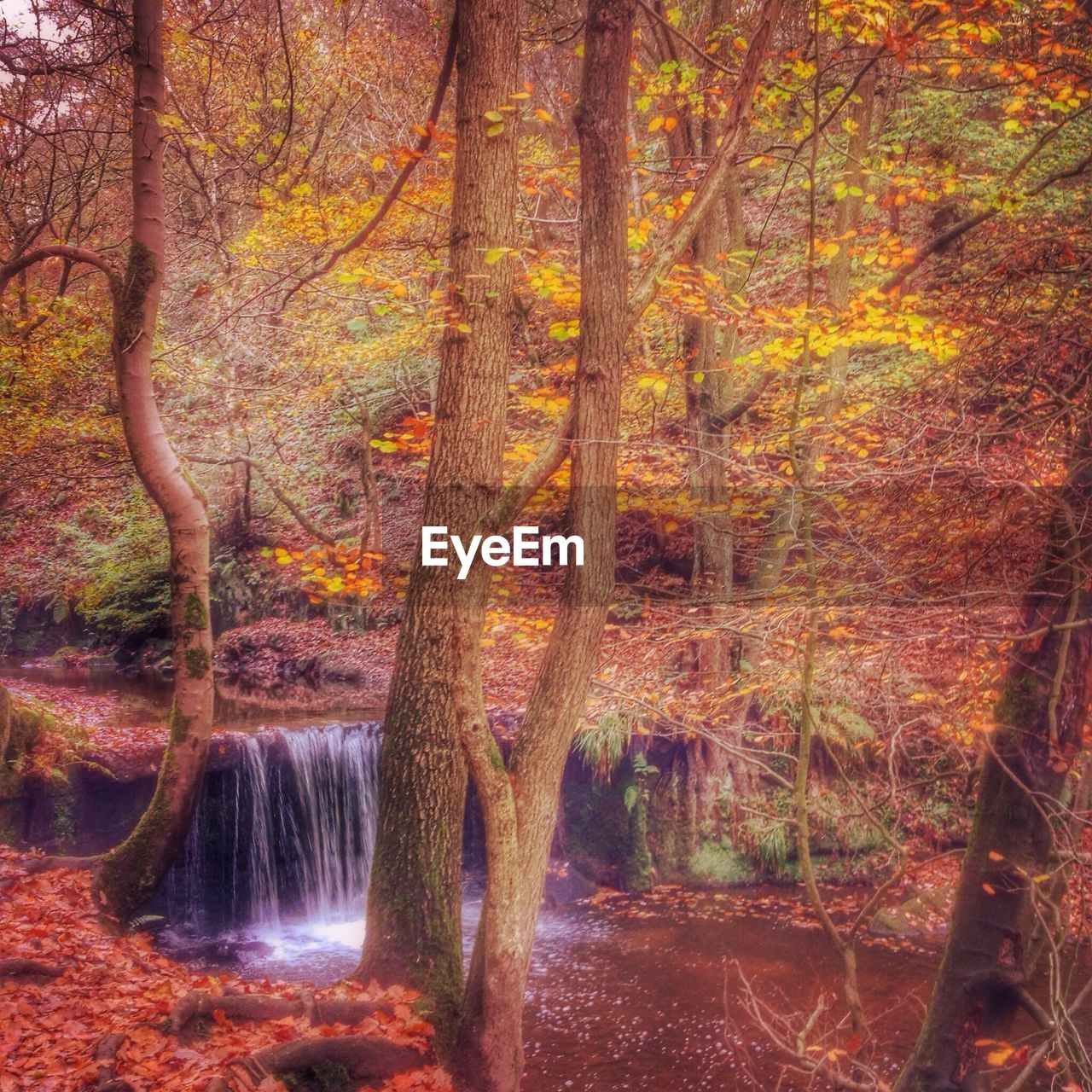 Forest in autumn colors