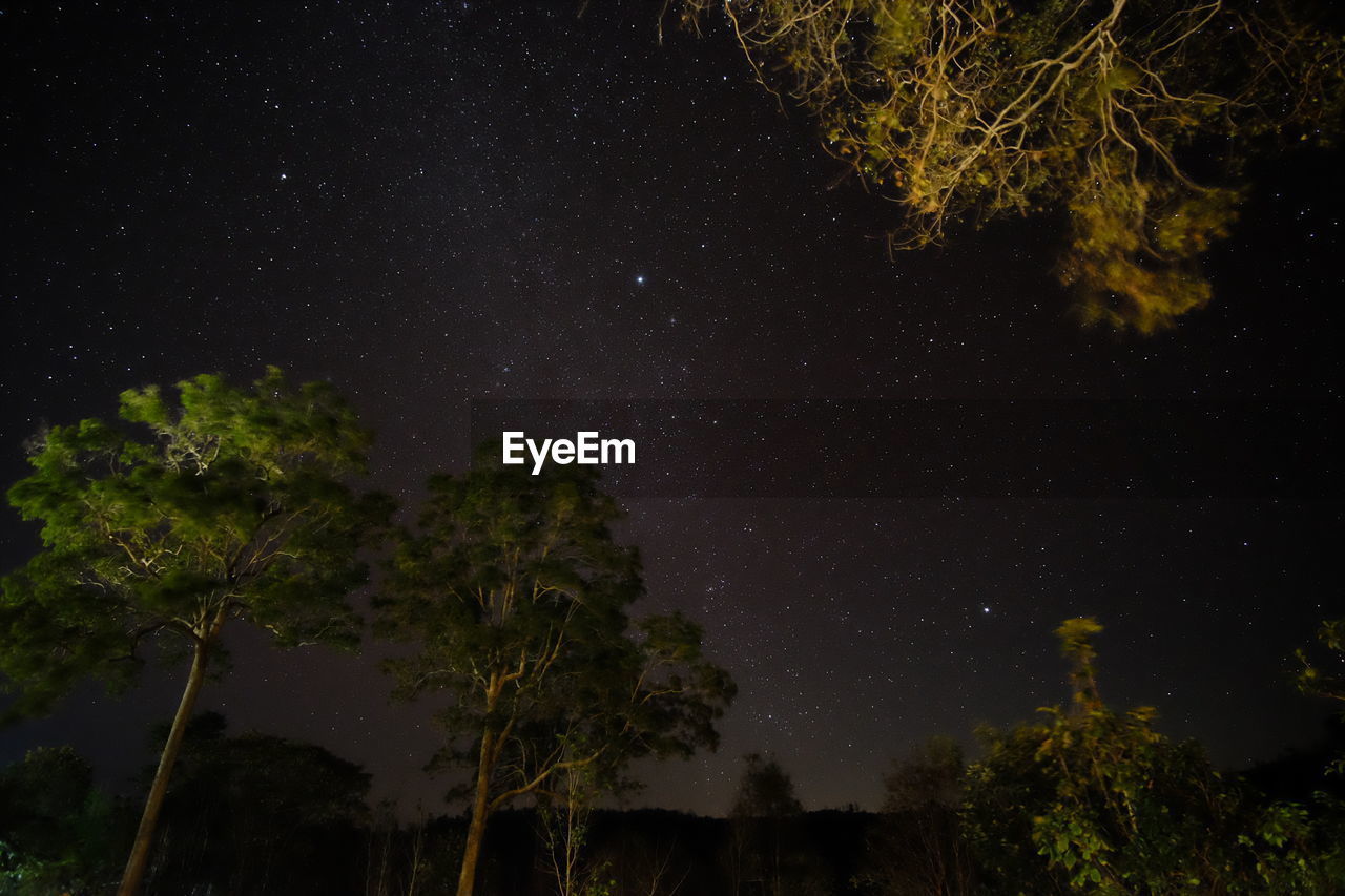 Low angle view of trees at night