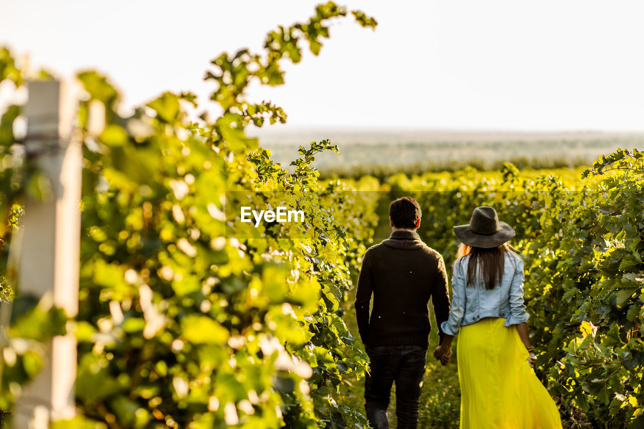 Rear view of couple holding hands while walking at vineyard
