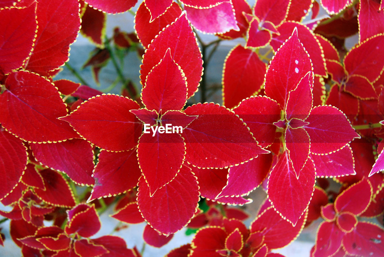 Close-up of leaves