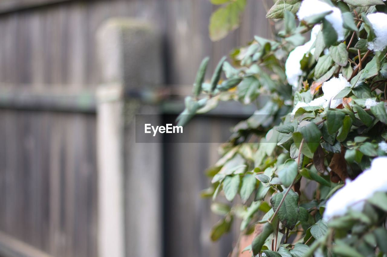 CLOSE-UP OF PLANT OUTDOORS