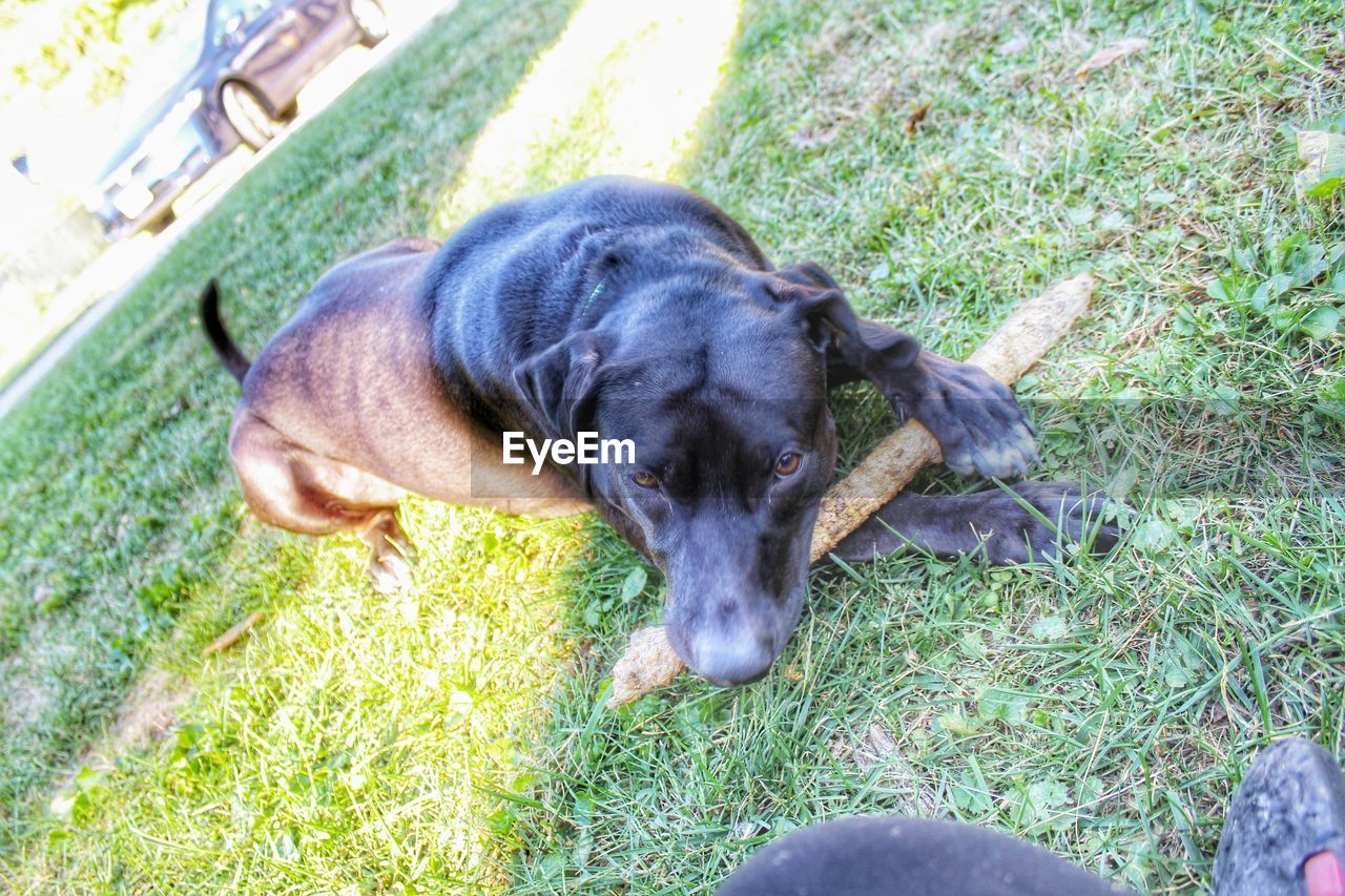 HIGH ANGLE VIEW OF DOG SLEEPING ON GRASS