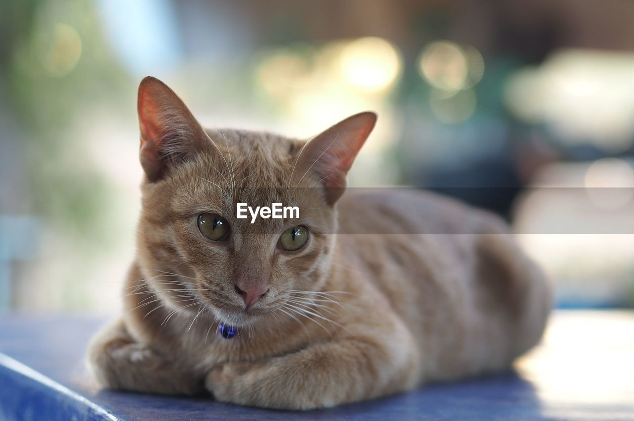 CLOSE-UP PORTRAIT OF CAT LYING DOWN