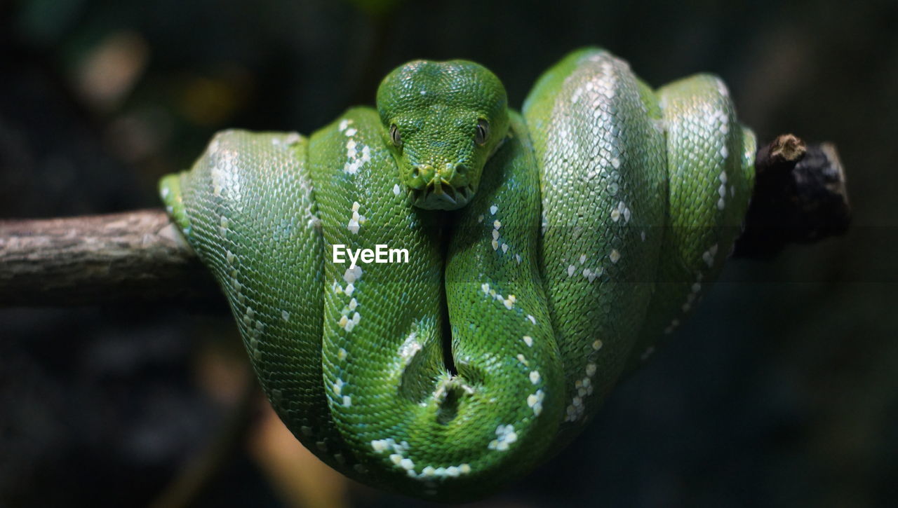 Green python on a tree