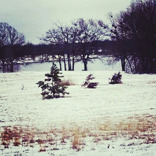 SNOW COVERED TREES ON LANDSCAPE