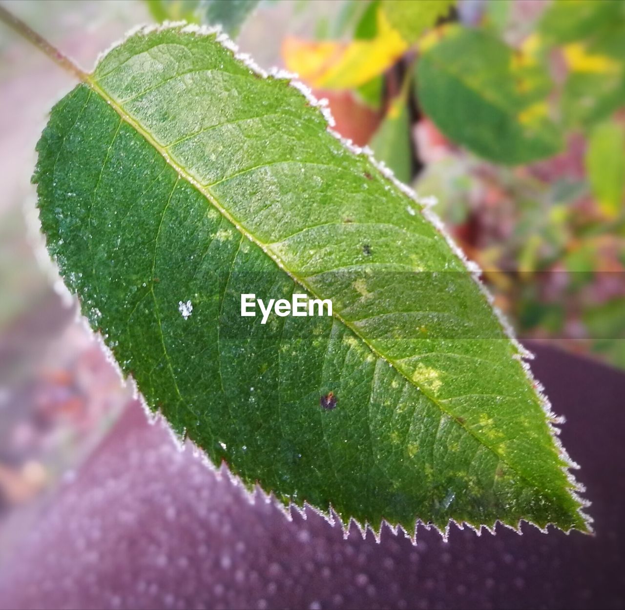 CLOSE-UP OF FRESH GREEN LEAF WITH WATER DROPS