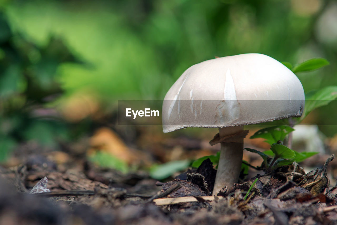 CLOSE-UP OF MUSHROOMS GROWING ON FIELD