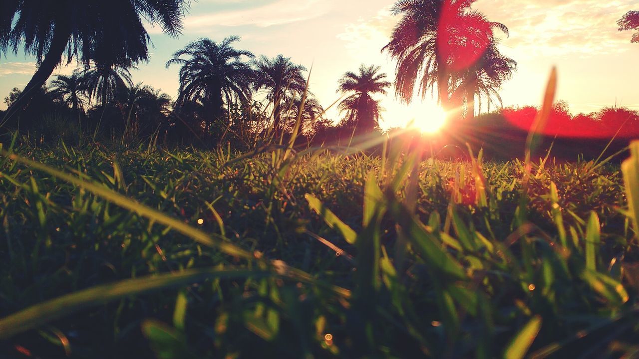 Close-up of grass growing in field against sky at sunset