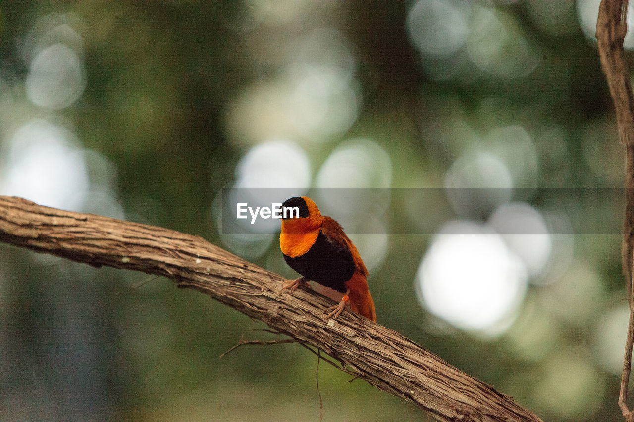 CLOSE-UP OF HUMMINGBIRD PERCHING ON TREE