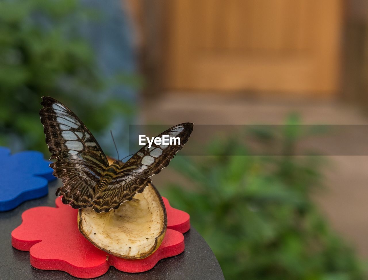 Close-up of butterfly on hand