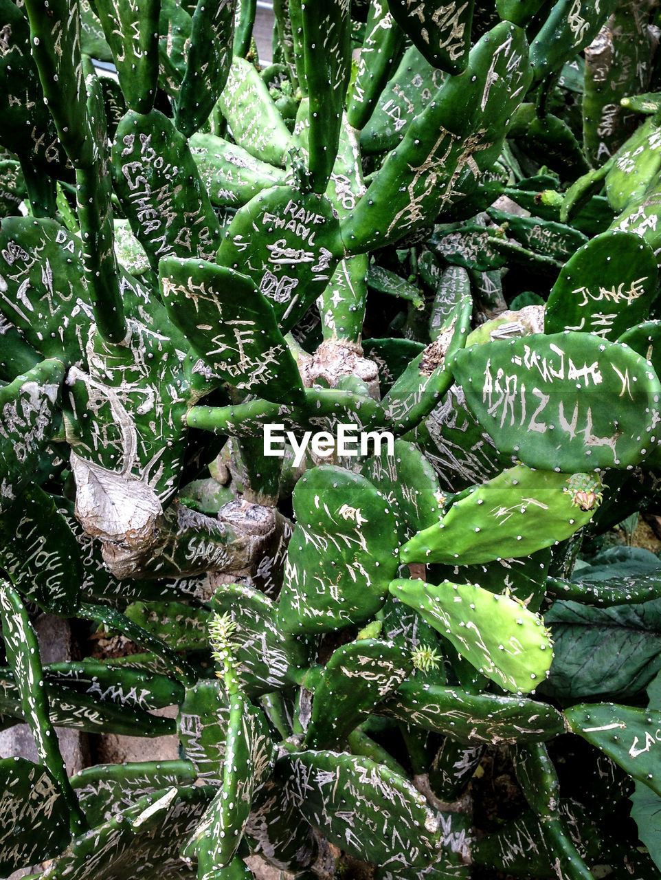 Close-up of text carved on cactus leaves