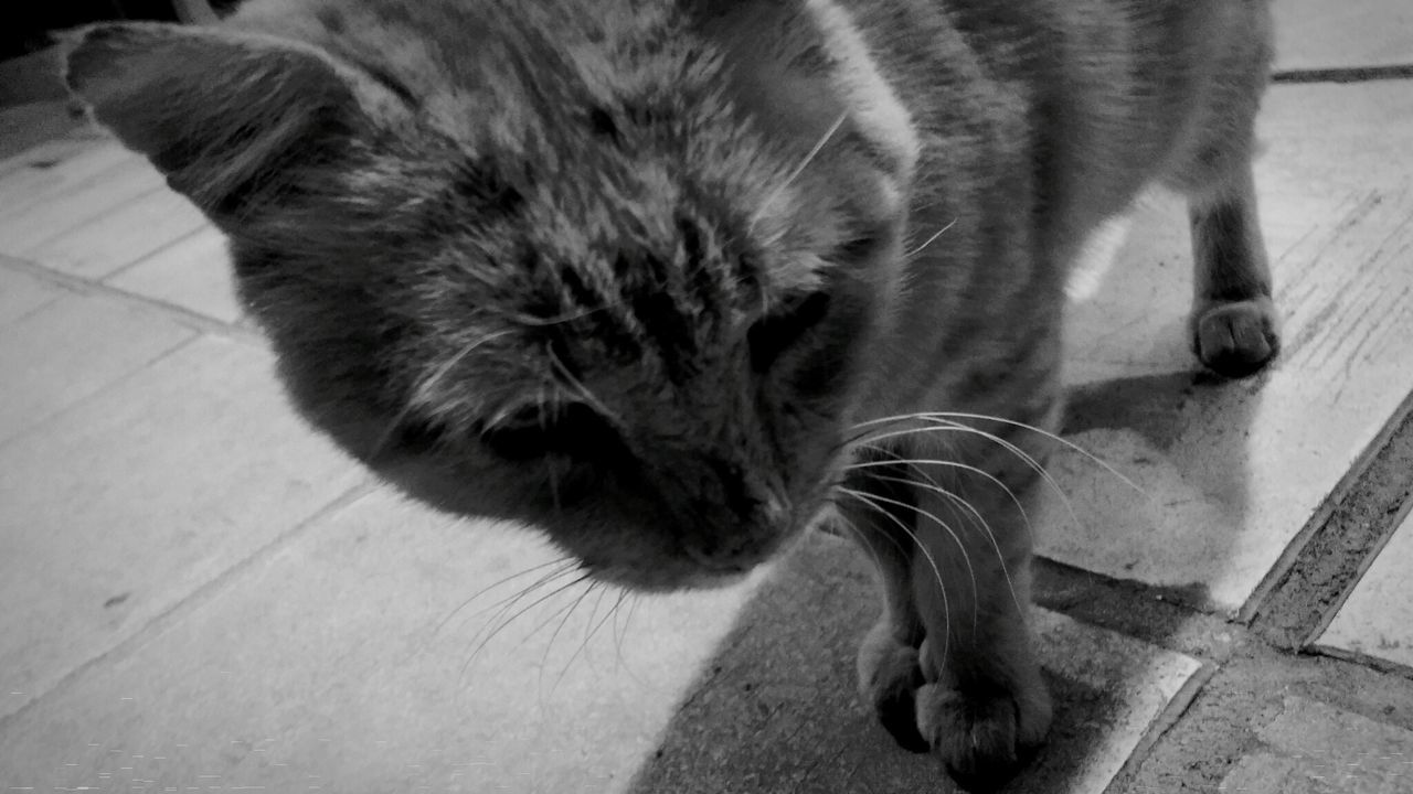 CLOSE-UP OF CAT LOOKING UP