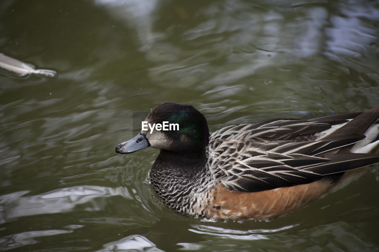 Chiloe wigeon drake swimming in a small pond