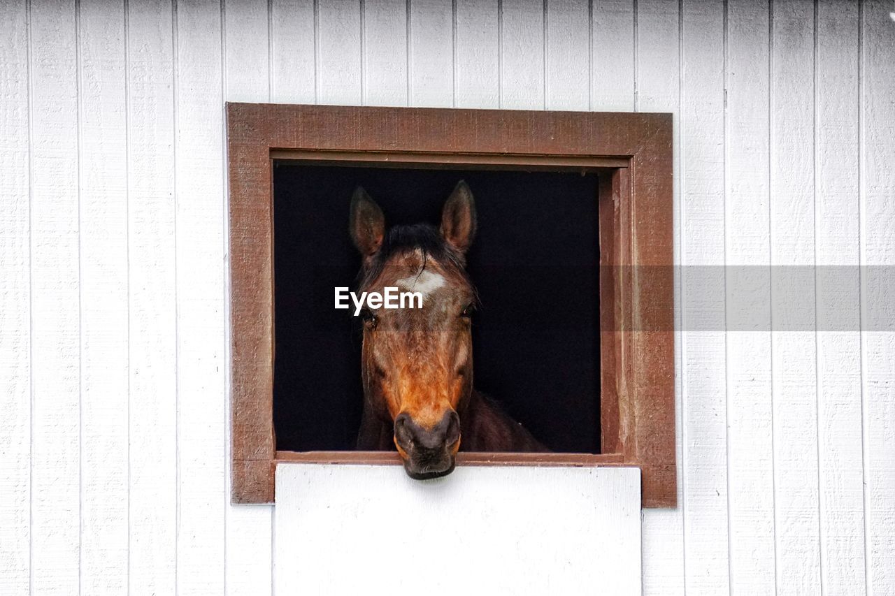 Portrait of horse in stable