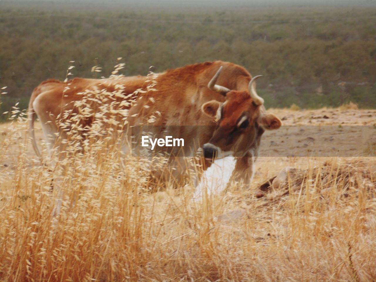 Cow standing in a field