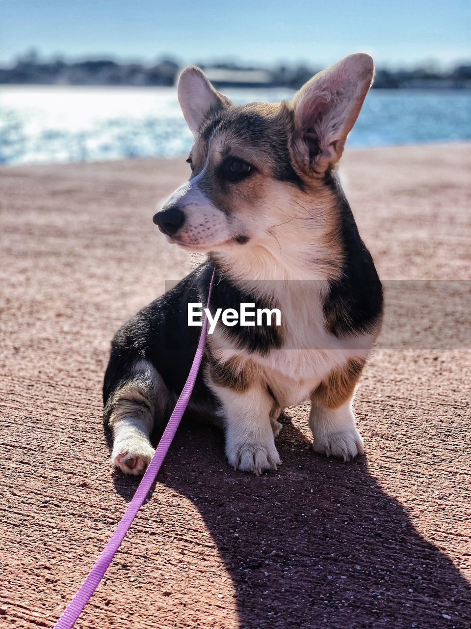 Corgi near the sea 