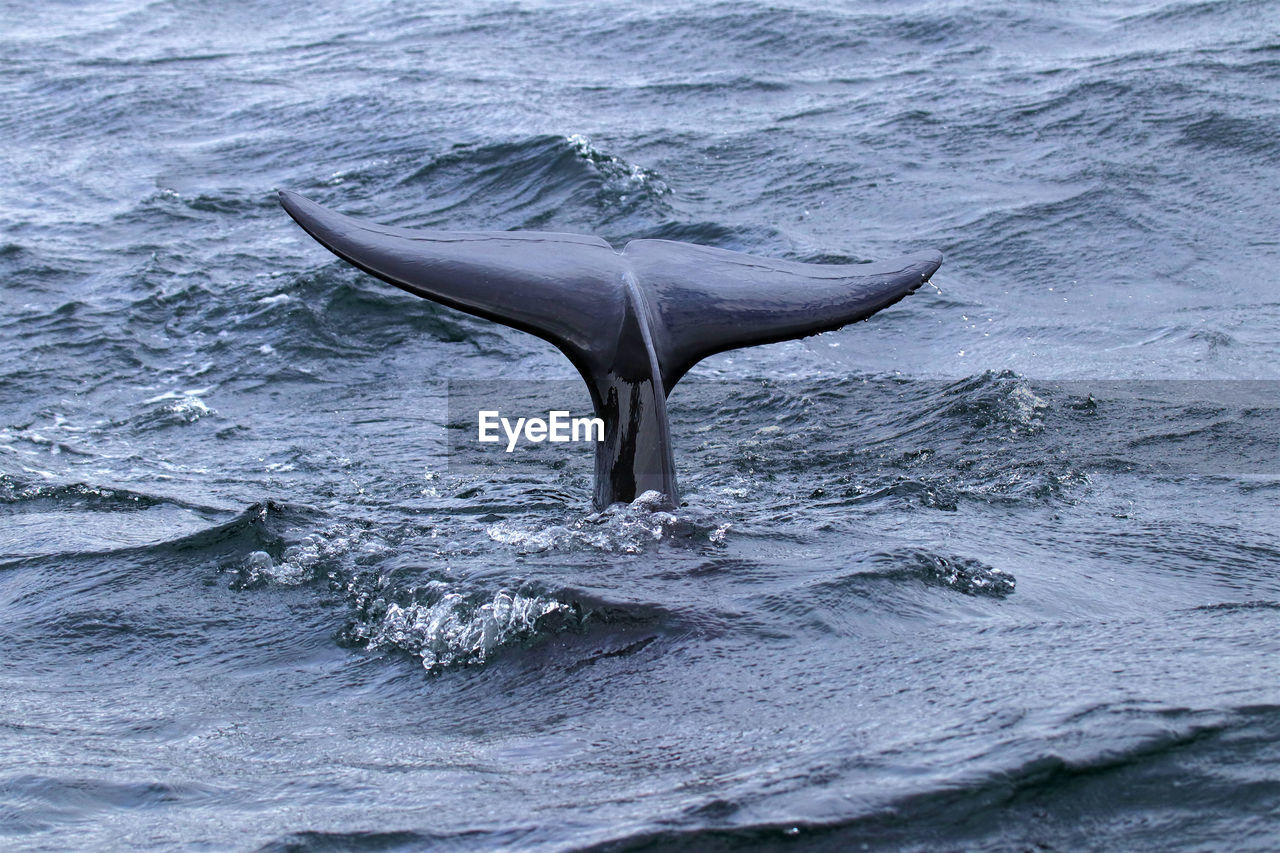 FISH IN SEA