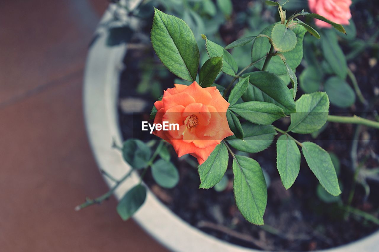 Close-up of red rose