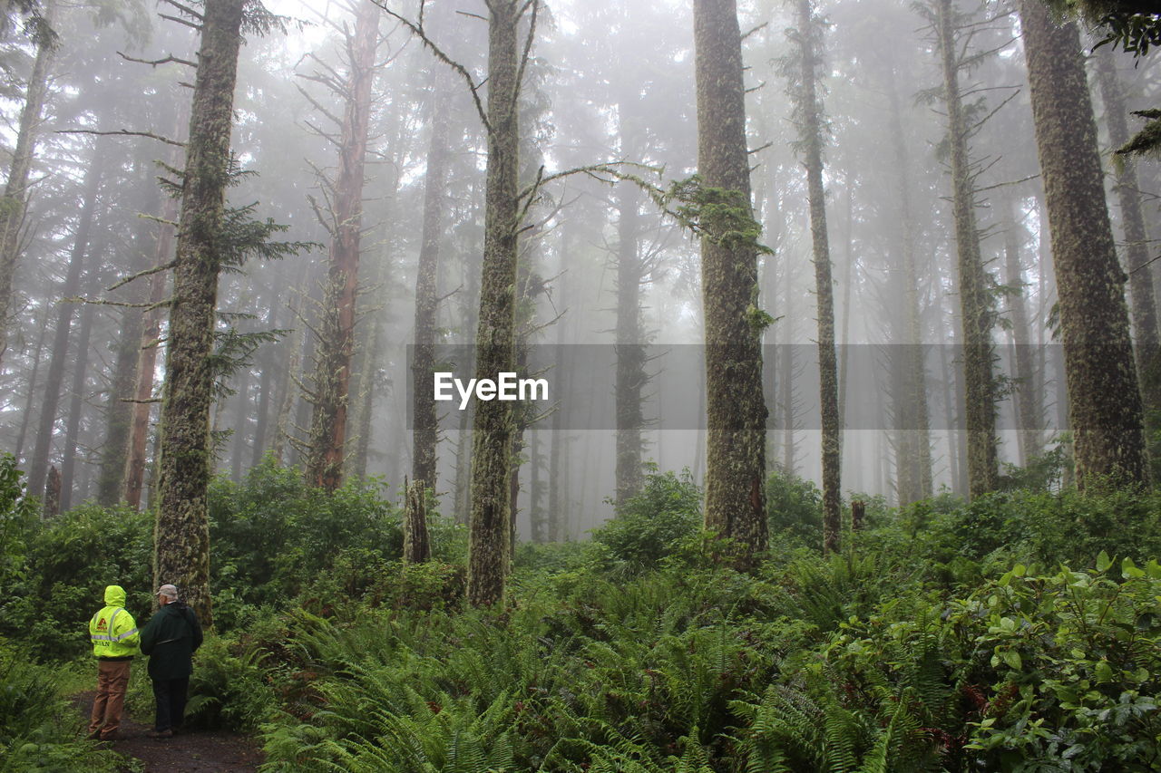 TREES GROWING IN FOREST