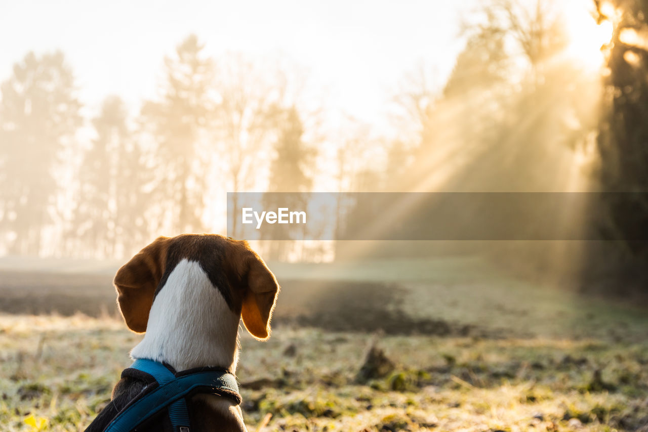 Beagle dog on field in the morning looking into sun rays in forest. dog in nature