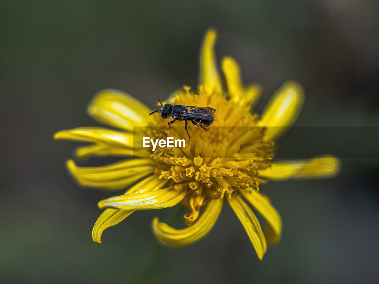 yellow, flower, flowering plant, freshness, beauty in nature, insect, animal themes, plant, animal wildlife, animal, fragility, close-up, nature, flower head, petal, one animal, macro photography, wildlife, focus on foreground, pollen, no people, macro, growth, honey bee, bee, plant stem, inflorescence, outdoors, magnification, selective focus, wildflower