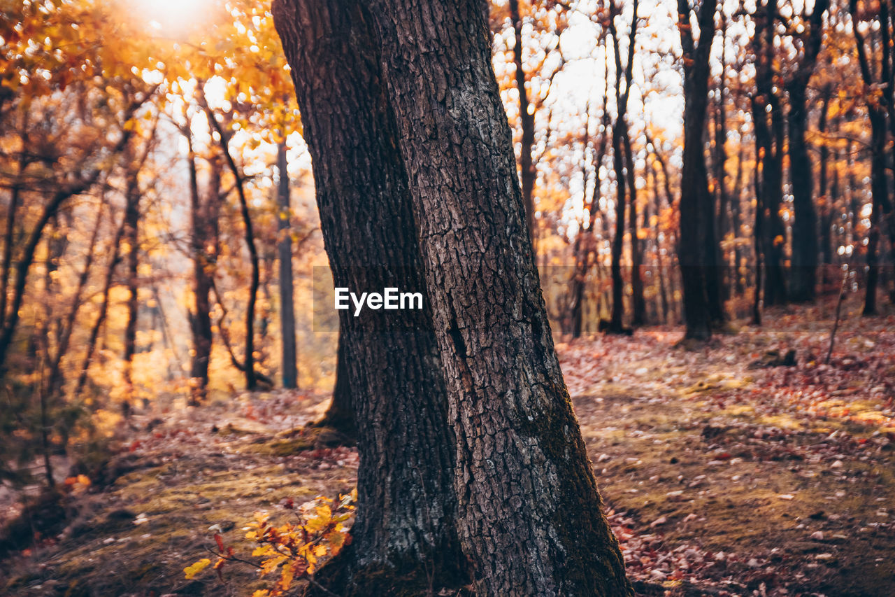 TREES GROWING IN FOREST