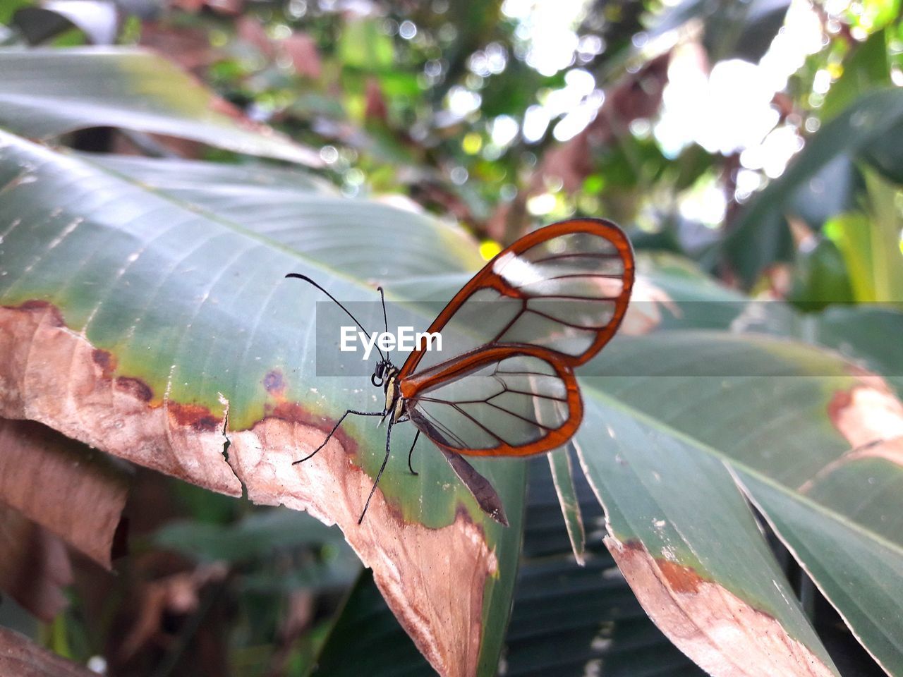 CLOSE-UP OF BUTTERFLY ON PLANT LEAVES
