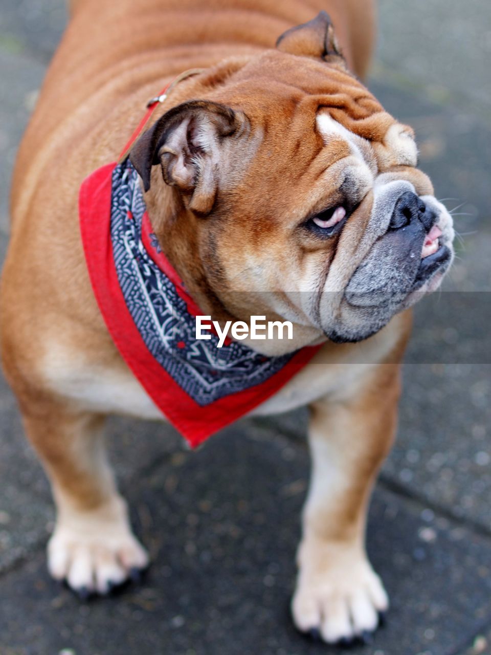 Portrait of bulldog on sidewalk