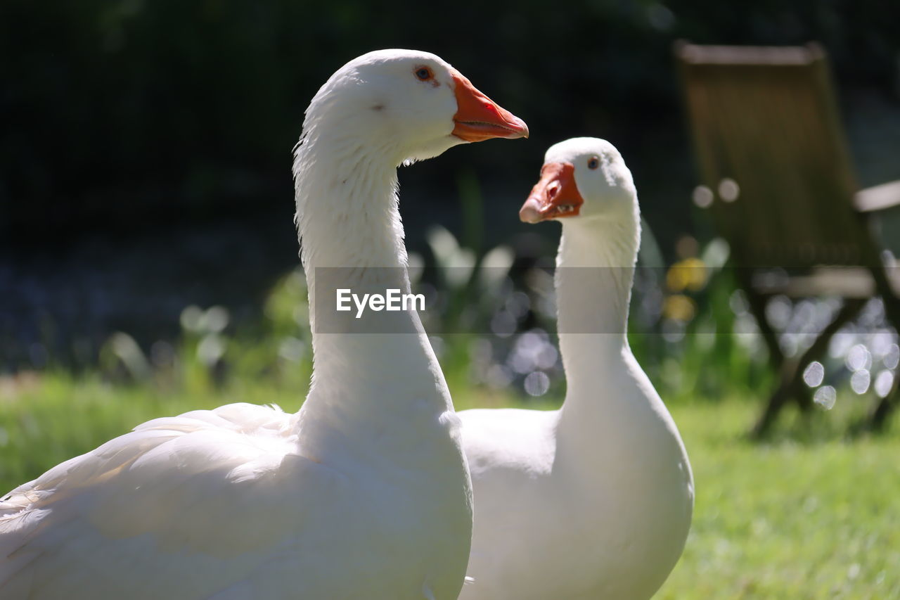 animal themes, bird, animal, animal wildlife, wildlife, beak, group of animals, water bird, ducks, geese and swans, nature, white, goose, two animals, animal body part, focus on foreground, no people, duck, day, swan, togetherness, outdoors, close-up, water, grass, beauty in nature, lake