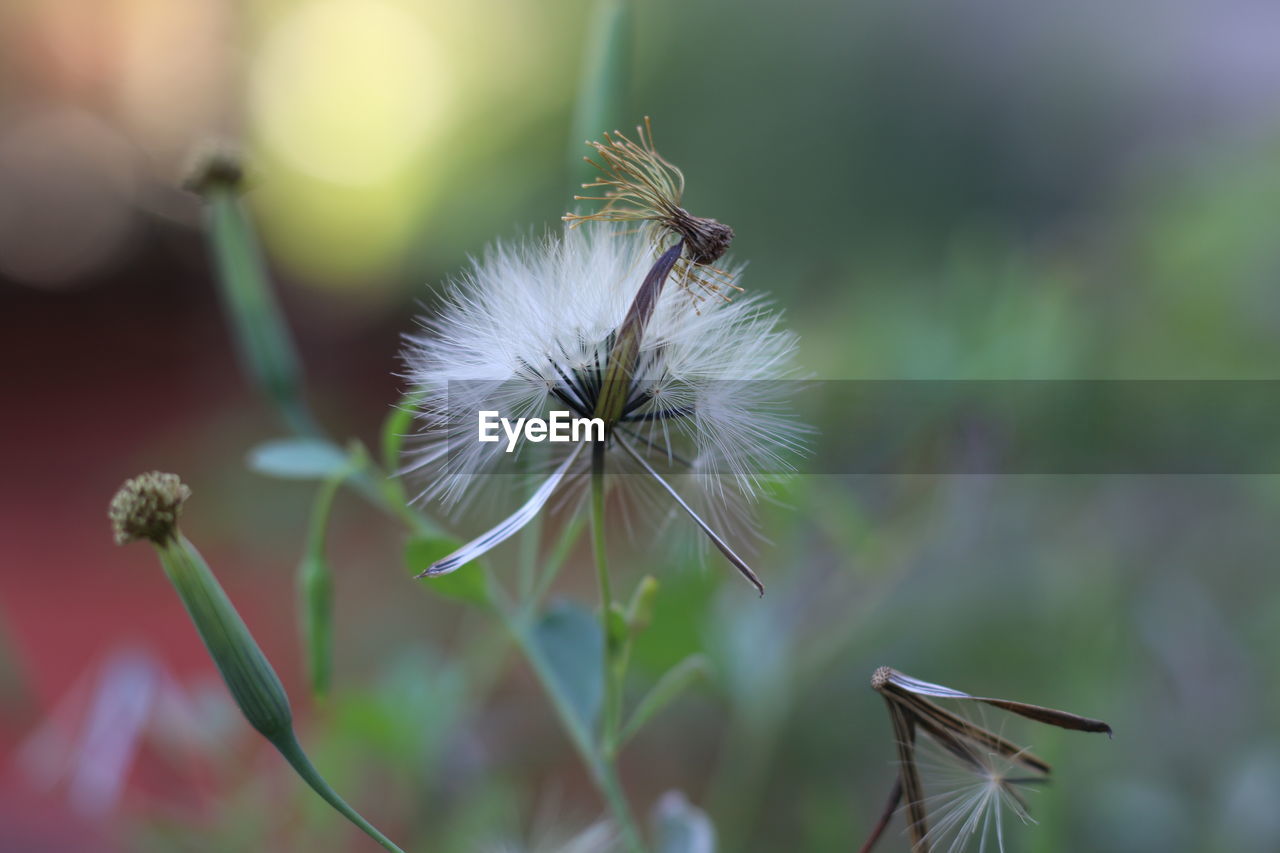 Close-up of dandelion on plant