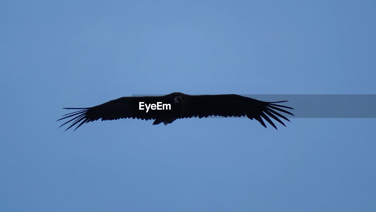 LOW ANGLE VIEW OF A BIRD FLYING