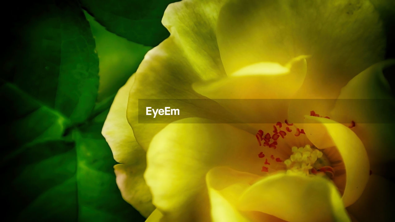 CLOSE-UP OF YELLOW FLOWERS