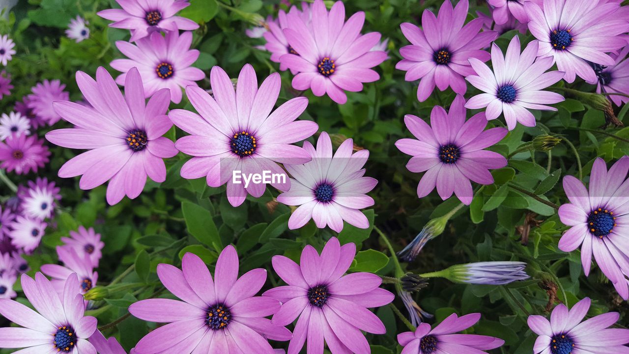 High angle view of pink osteospermum growing outdoors