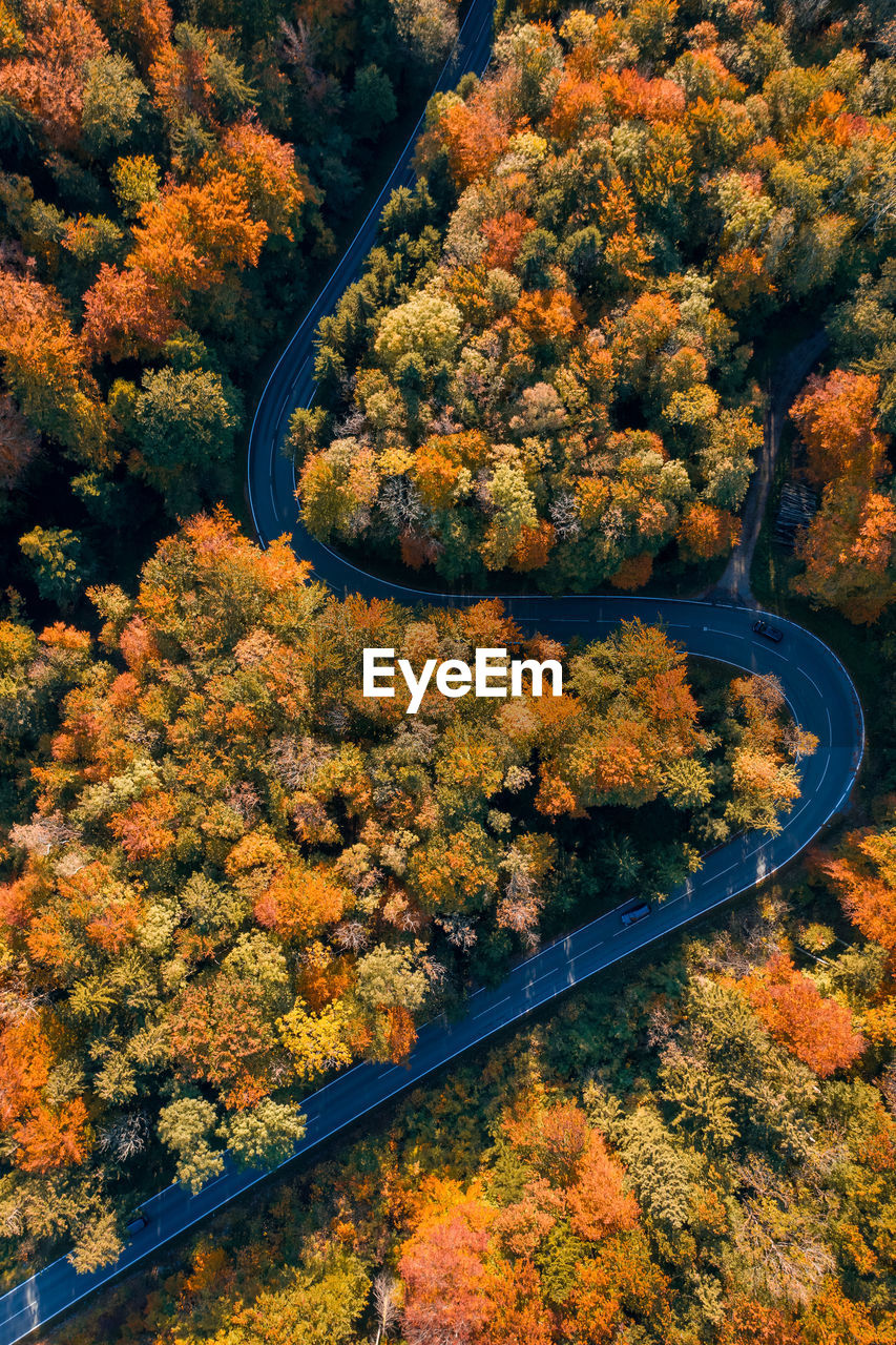 HIGH ANGLE VIEW OF YELLOW PLANTS ON ROAD DURING AUTUMN