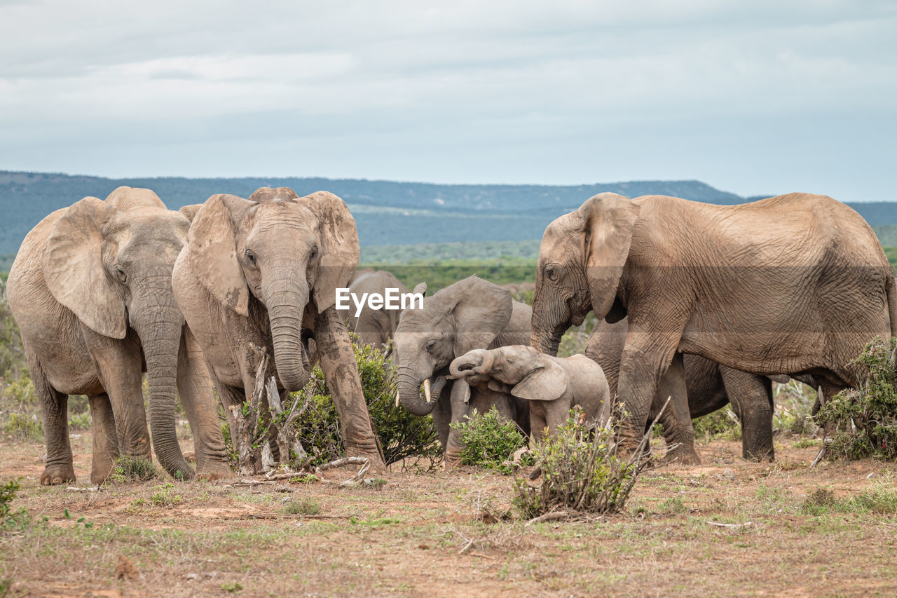 VIEW OF ELEPHANT IN A FARM