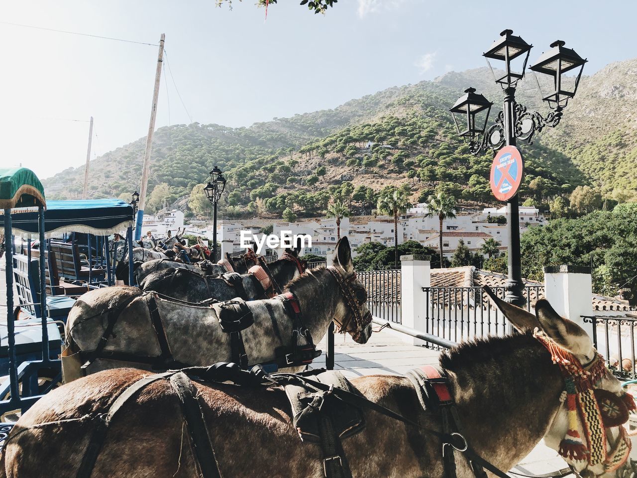 Panoramic view of donkeys on street against sky