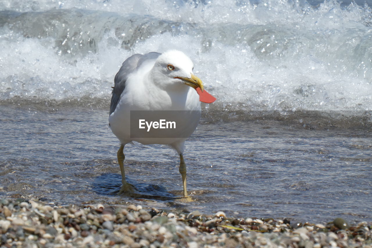 CLOSE-UP OF SEAGULL BY SEA