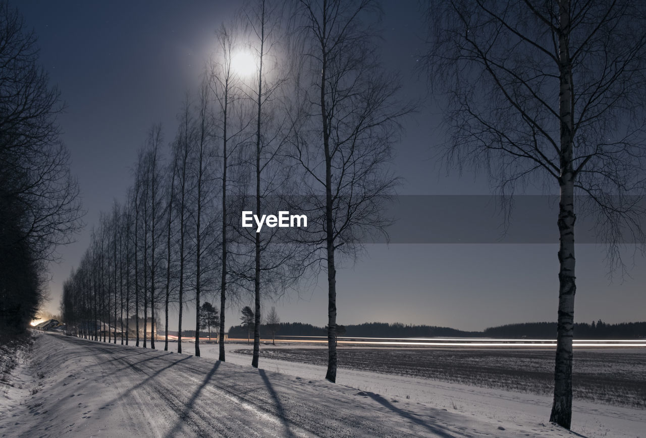 Trees against sky during winter