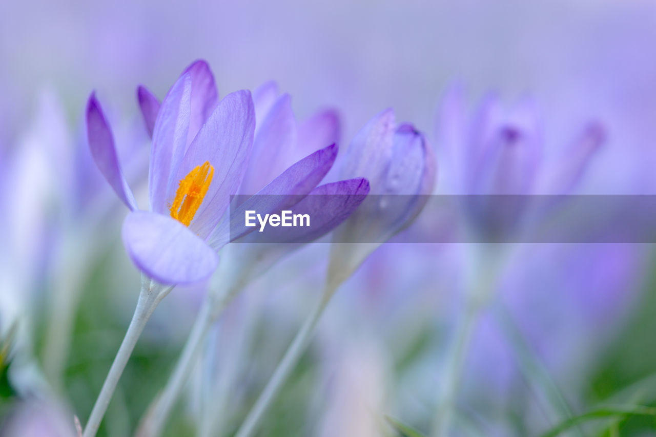 Close-up of purple flowers growing outdoors