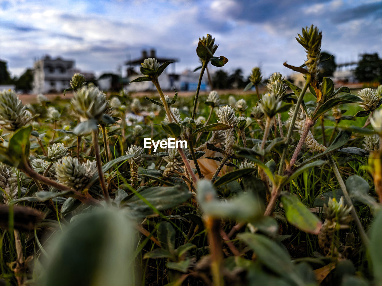 CLOSE-UP OF FLOWERING PLANT ON LAND